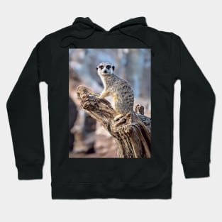 Meerkat Magic, Photography + Digital Art Hoodie